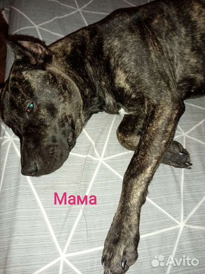 Щенок питбуля