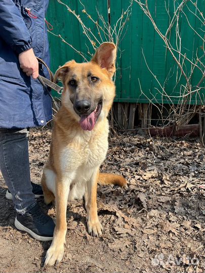 Честеру плохо без людей