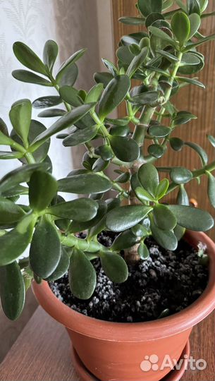 Толстянка крассула