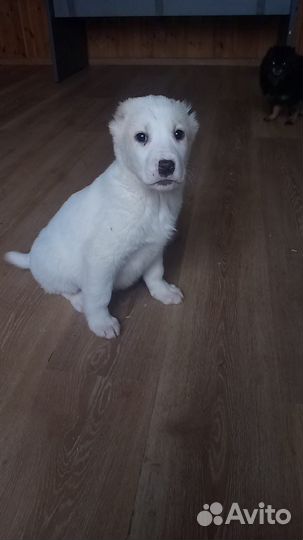 Щенки алабая