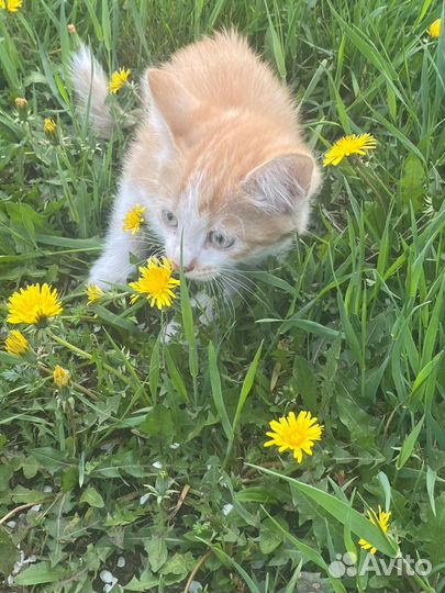 Домашние животные котята