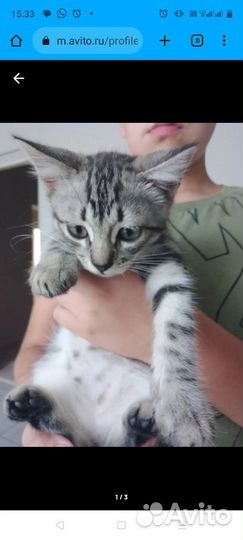 Котик 3 месяца