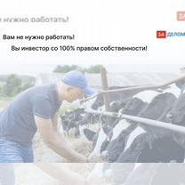 Животноводческое агентство в городе, Мале
