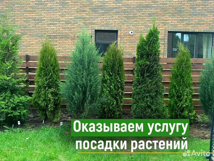 Туи брабант 200 см свежая копка 2023