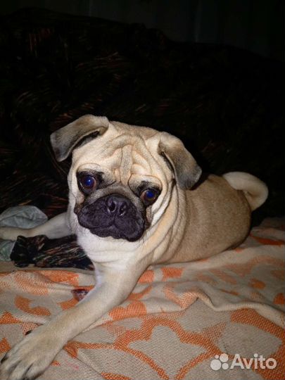 Мопс вязка мальчик