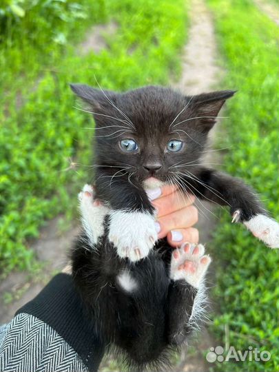 Котята 1.5 месяца