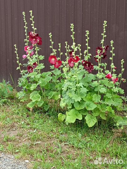 Мальва рассада самосевом