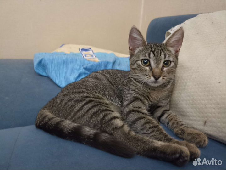 Котёнок девочка 3 месяца