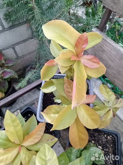 Переския, кактус с листьями