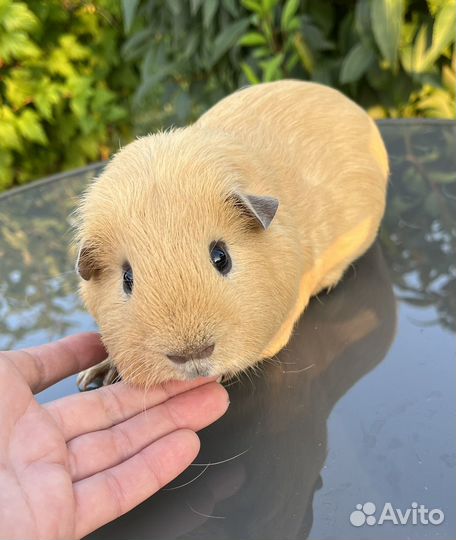 Морская свинка английский селф мальчик