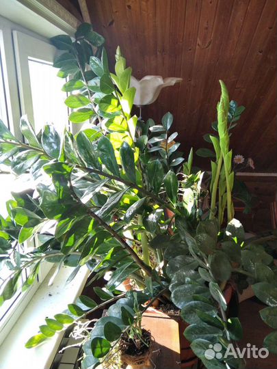 Замиокулькас