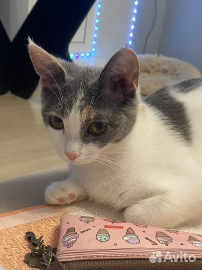 Котенок в добрые руки