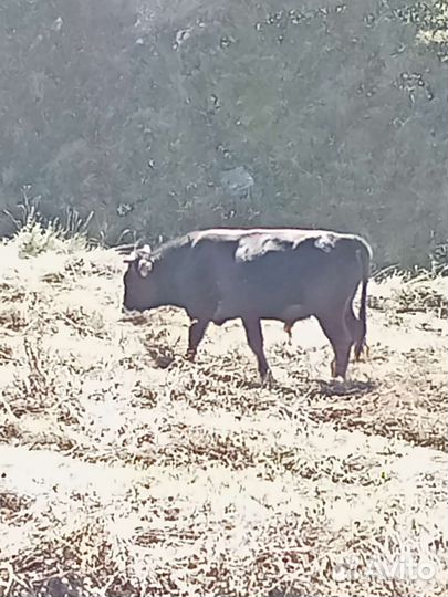 Продаëтся бычки