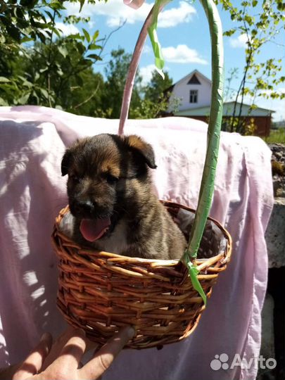 Собака