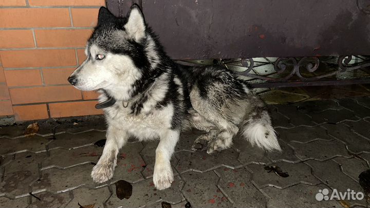 Найдена собака Сибирский Хаски