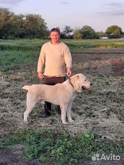 Среднеазиатская овчарка алабай вязка