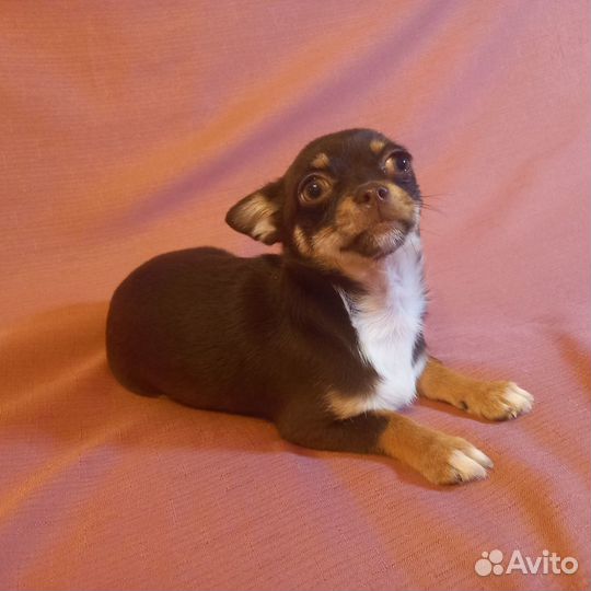 Девочка чихуахуа