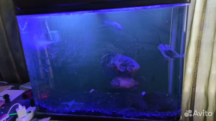 Аквариум с рыбками