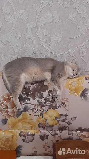 Британская кошка в добрые руки