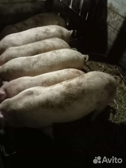 Поросенок ландрас