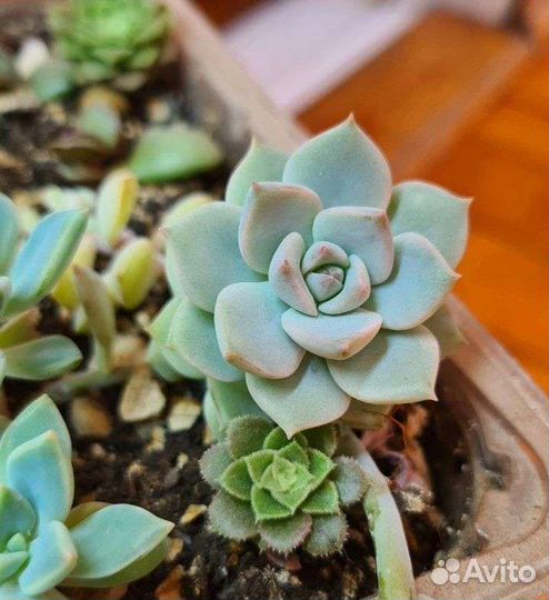Граптопеталум Эхеверия Граптоверия Суккуленты