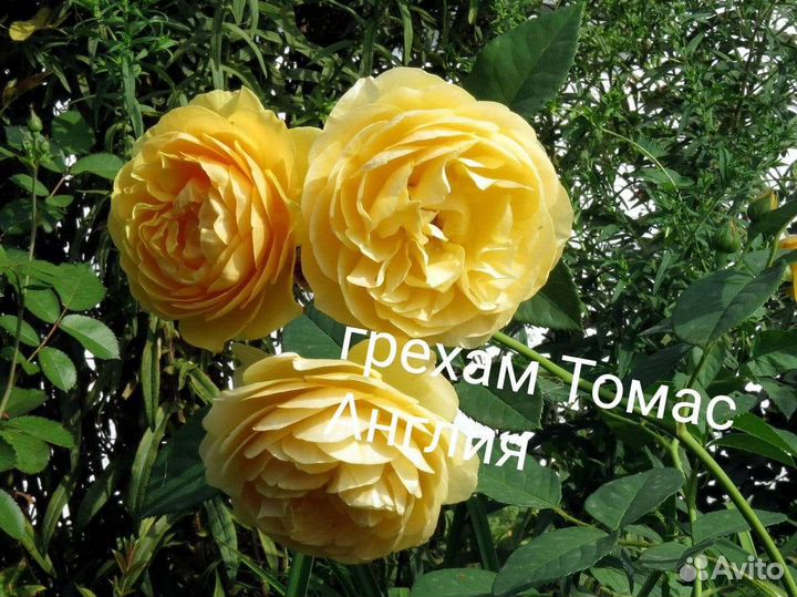 Саженцы роз