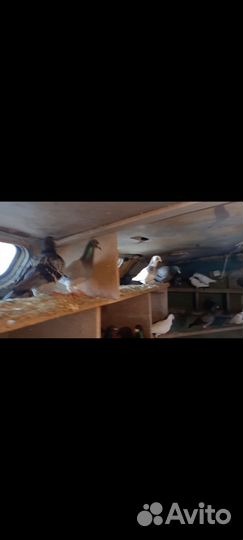 Голуби чехи