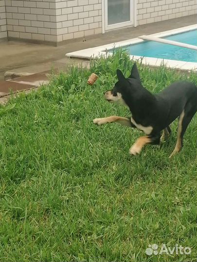 Вязка Тойтерьер