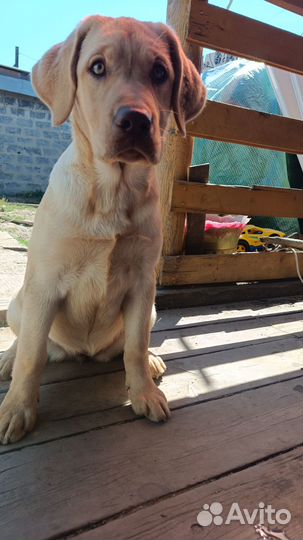 Продам щенка лабрадора, девочка 3,5 месяца
