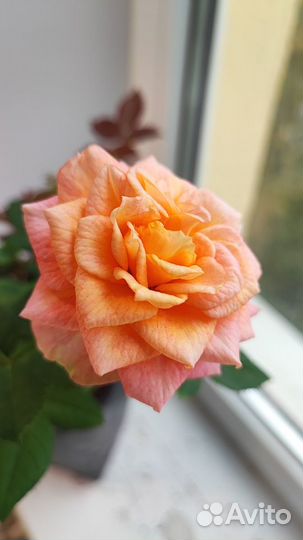 Домашняя роза Nolina Lenora