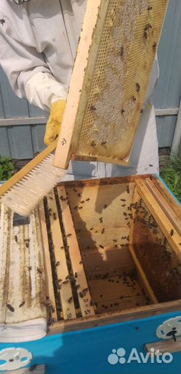 Мед и продукты пчеловодства