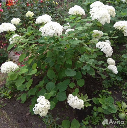 Гортензия Анабель
