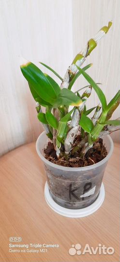 Дендробиум