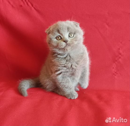 Шотландские лапусики