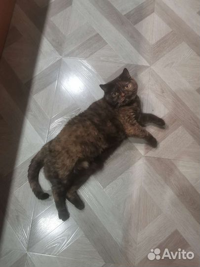 Британская кошка в добрые руки