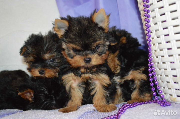 Щенки йоркширского терьера
