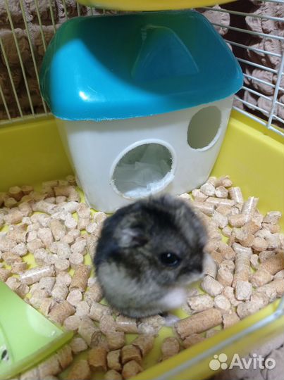 Хомячок с клеткой