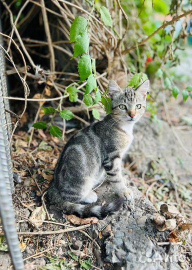 Котенок в добрые руки