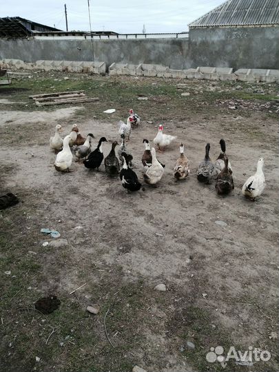 Утиные яйца