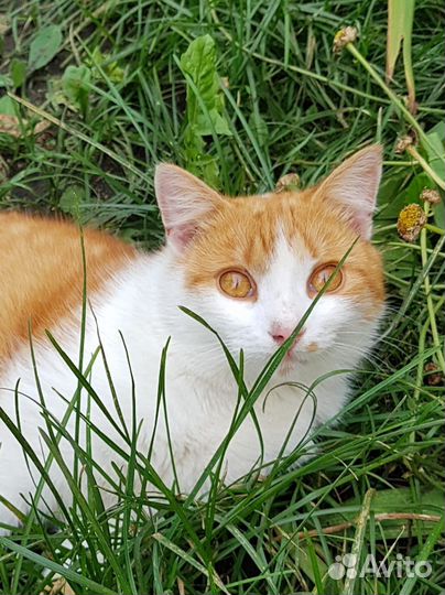 Кот