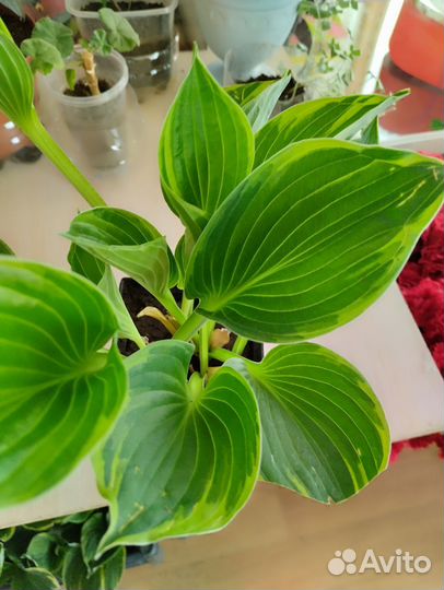 Хосты, плющ- Хедера, Дихондра