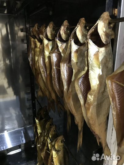 Рыба пелядь