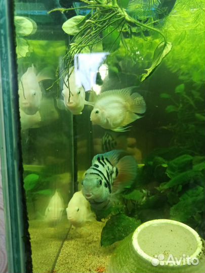 Аквариумные рыбки