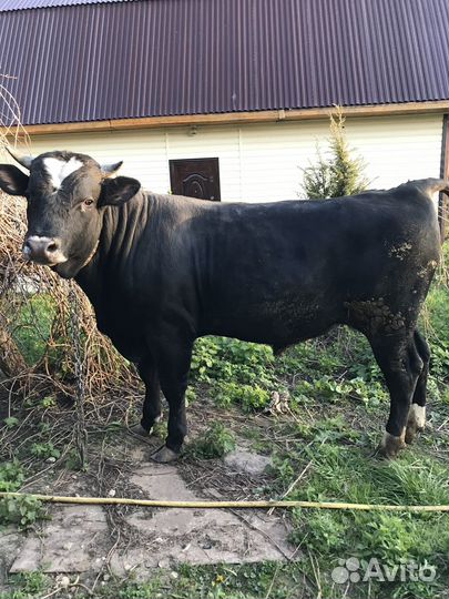 Быки на племя