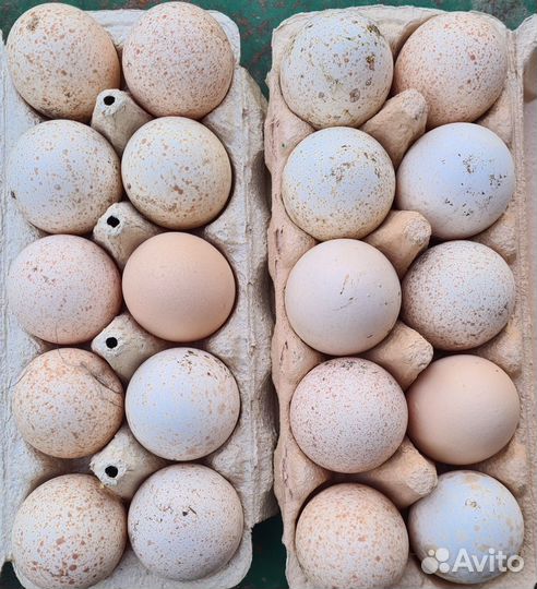 Домашние индюшиные. куриные яйца, цена за десяток