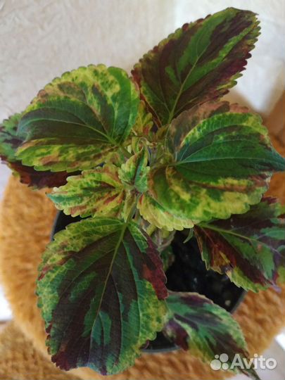 Домашние цветы