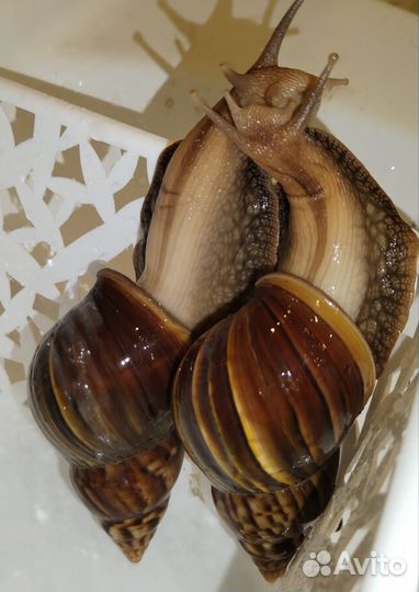 Улитки ахатины (улитята)