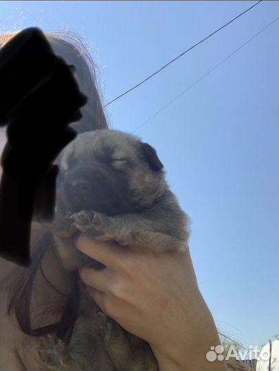 Щенки в хорошие руки