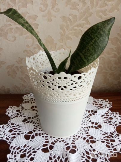 Санциеверия