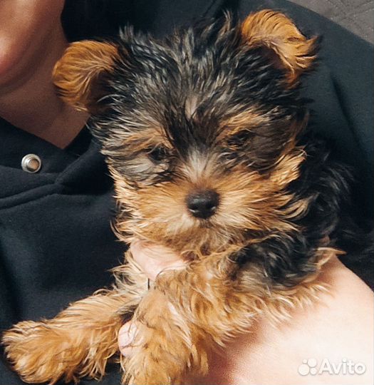 Йоркширский терьер